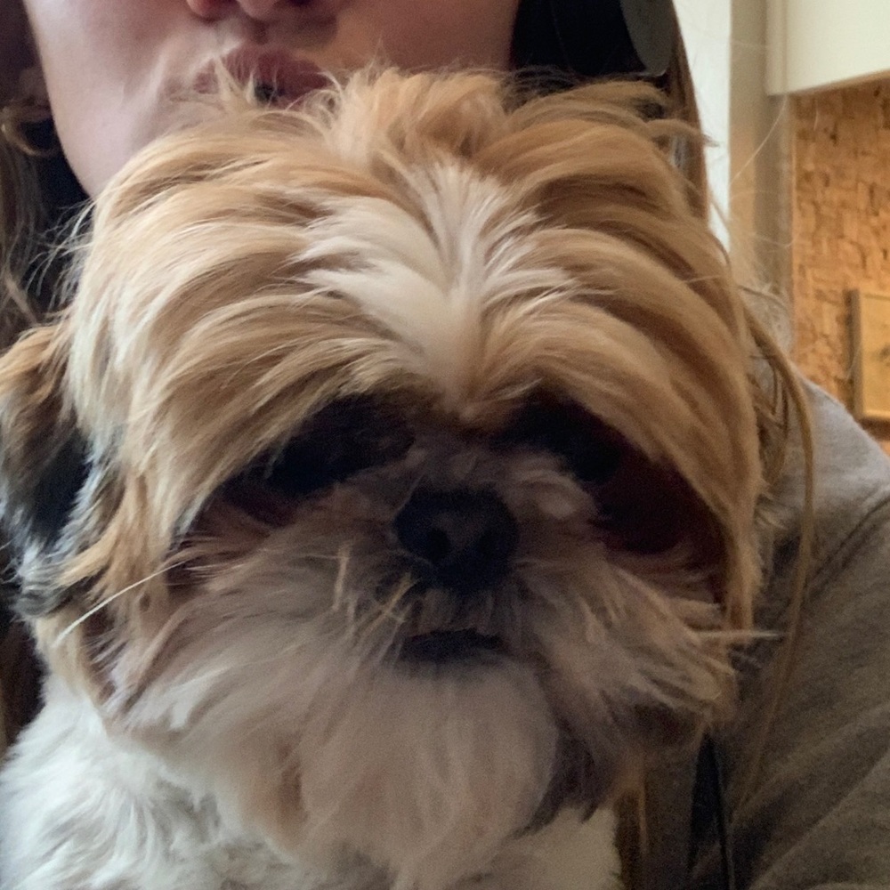 Meet your Posher, Peyton